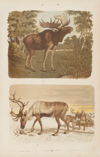 Wielki Atlas Do Zoologii Botaniki I Mineralogii Pl 013