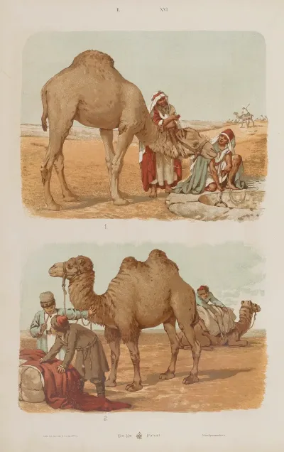 Wielki Atlas Do Zoologii Botaniki I Mineralogii Pl 016