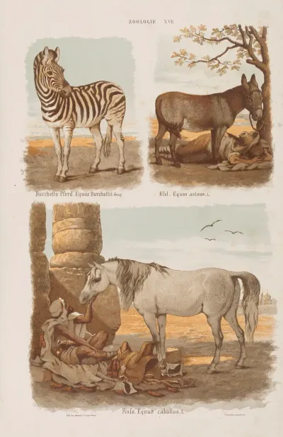 Wielki Atlas Do Zoologii Botaniki I Mineralogii Pl 017