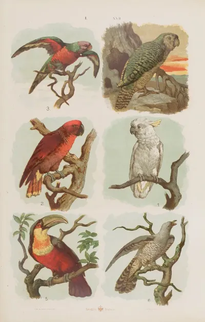 Wielki Atlas Do Zoologii Botaniki I Mineralogii Pl 022