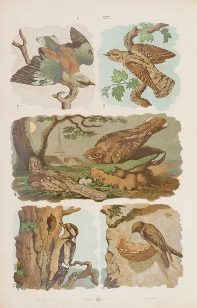Wielki Atlas Do Zoologii Botaniki I Mineralogii Pl 024