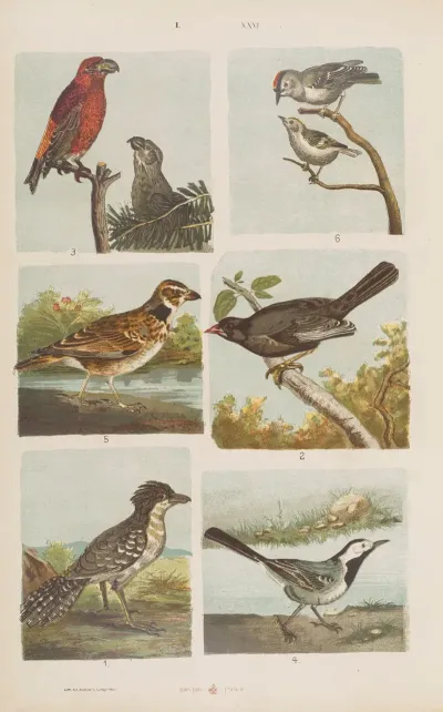 Wielki Atlas Do Zoologii Botaniki I Mineralogii Pl 026