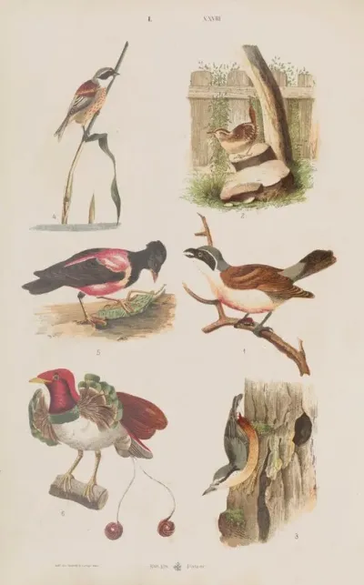 Wielki Atlas Do Zoologii Botaniki I Mineralogii Pl 028