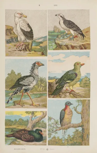 Wielki Atlas Do Zoologii Botaniki I Mineralogii Pl 030