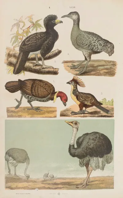 Wielki Atlas Do Zoologii Botaniki I Mineralogii Pl 032