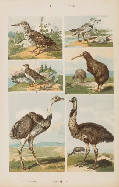 Wielki Atlas Do Zoologii Botaniki I Mineralogii Pl 033