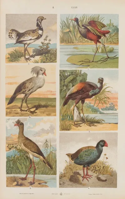 Wielki Atlas Do Zoologii Botaniki I Mineralogii Pl 034