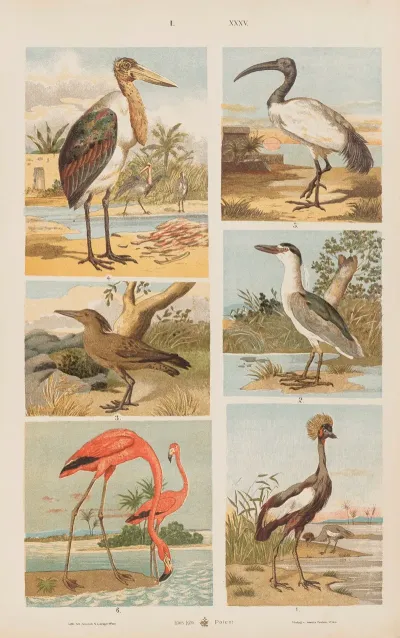 Wielki Atlas Do Zoologii Botaniki I Mineralogii Pl 035