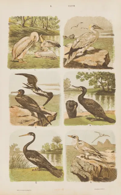 Wielki Atlas Do Zoologii Botaniki I Mineralogii Pl 037