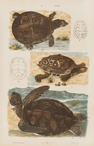 Wielki Atlas Do Zoologii Botaniki I Mineralogii Pl 039