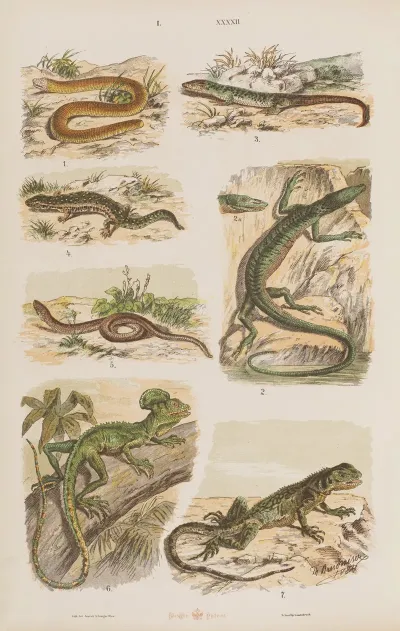 Wielki Atlas Do Zoologii Botaniki I Mineralogii Pl 042
