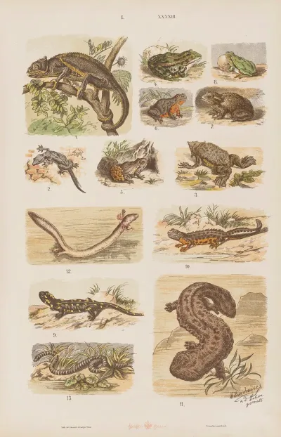 Wielki Atlas Do Zoologii Botaniki I Mineralogii Pl 043