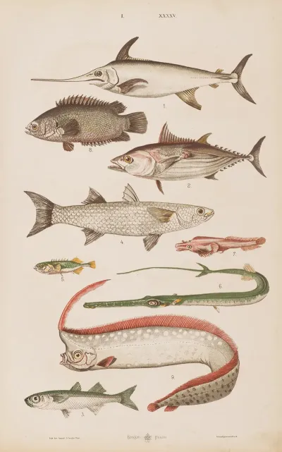Wielki Atlas Do Zoologii Botaniki I Mineralogii Pl 045