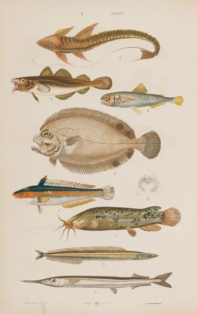 Wielki Atlas Do Zoologii Botaniki I Mineralogii Pl 046