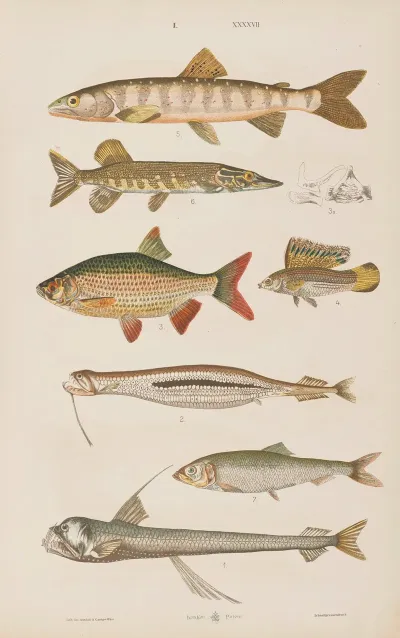 Wielki Atlas Do Zoologii Botaniki I Mineralogii Pl 047