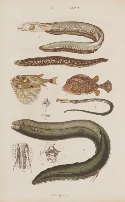 Wielki Atlas Do Zoologii Botaniki I Mineralogii Pl 048
