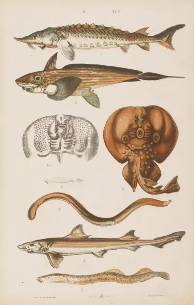 Wielki Atlas Do Zoologii Botaniki I Mineralogii Pl 049