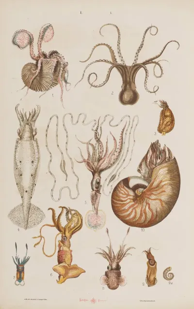 Wielki Atlas Do Zoologii Botaniki I Mineralogii Pl 050