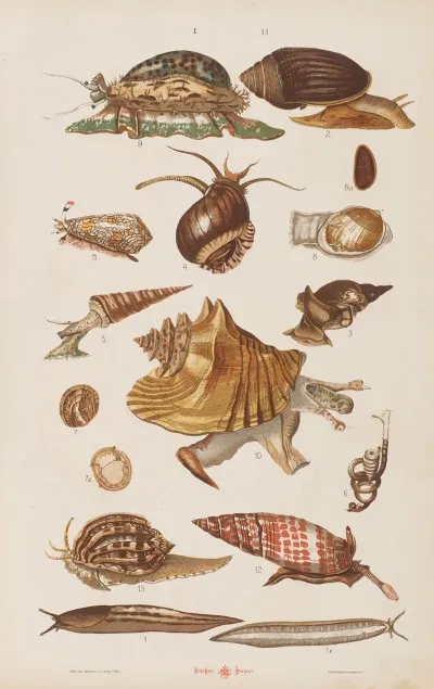 Wielki Atlas Do Zoologii Botaniki I Mineralogii Pl 051
