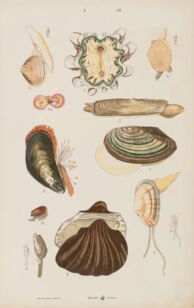 Wielki Atlas Do Zoologii Botaniki I Mineralogii Pl 053