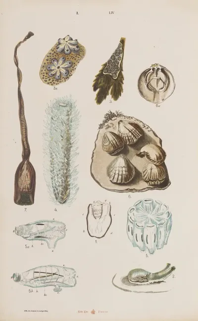 Wielki Atlas Do Zoologii Botaniki I Mineralogii Pl 054
