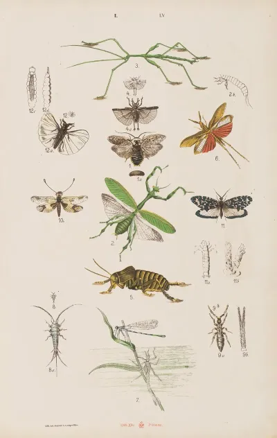 Wielki Atlas Do Zoologii Botaniki I Mineralogii Pl 055