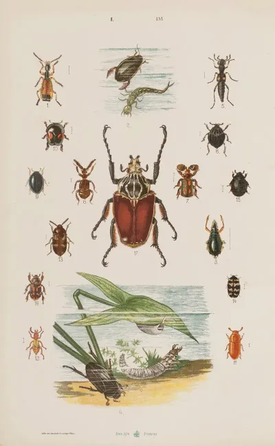 Wielki Atlas Do Zoologii Botaniki I Mineralogii Pl 056