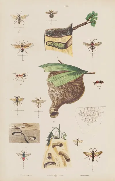 Wielki Atlas Do Zoologii Botaniki I Mineralogii Pl 058