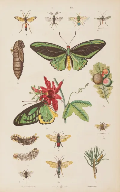 Wielki Atlas Do Zoologii Botaniki I Mineralogii Pl 059