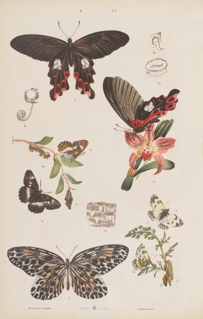 Wielki Atlas Do Zoologii Botaniki I Mineralogii Pl 060