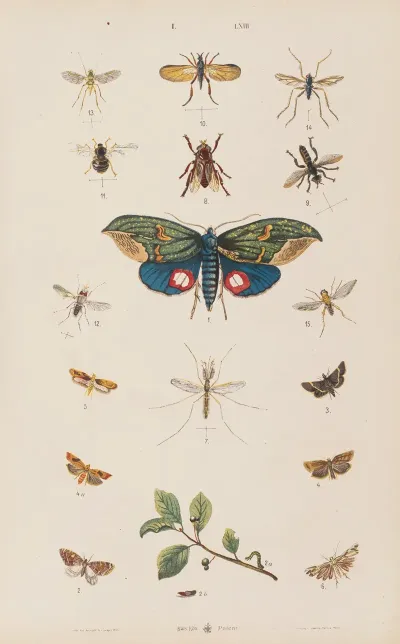 Wielki Atlas Do Zoologii Botaniki I Mineralogii Pl 063