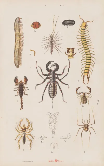 Wielki Atlas Do Zoologii Botaniki I Mineralogii Pl 065
