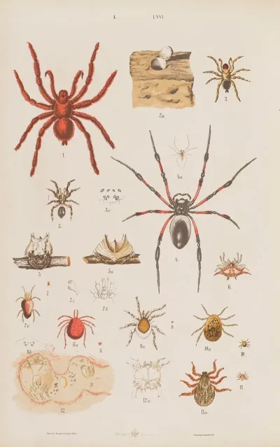 Wielki Atlas Do Zoologii Botaniki I Mineralogii Pl 066
