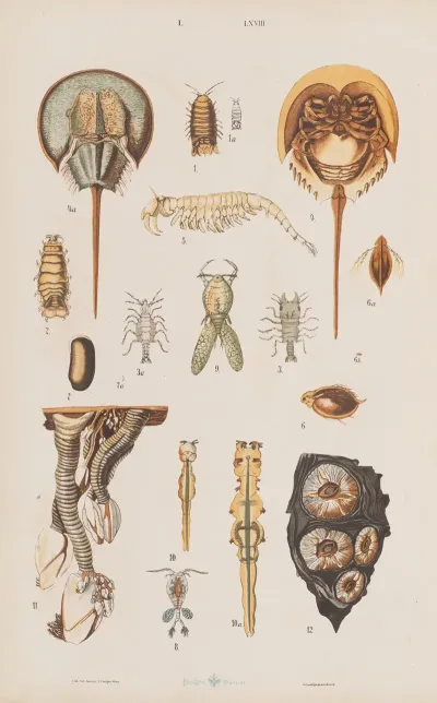 Wielki Atlas Do Zoologii Botaniki I Mineralogii Pl 068