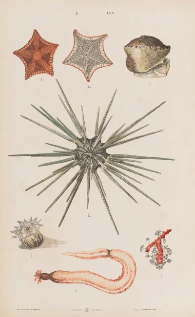 Wielki Atlas Do Zoologii Botaniki I Mineralogii Pl 070