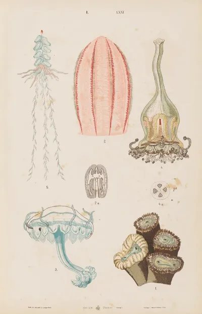 Wielki Atlas Do Zoologii Botaniki I Mineralogii Pl 071