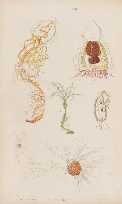 Wielki Atlas Do Zoologii Botaniki I Mineralogii Pl 072