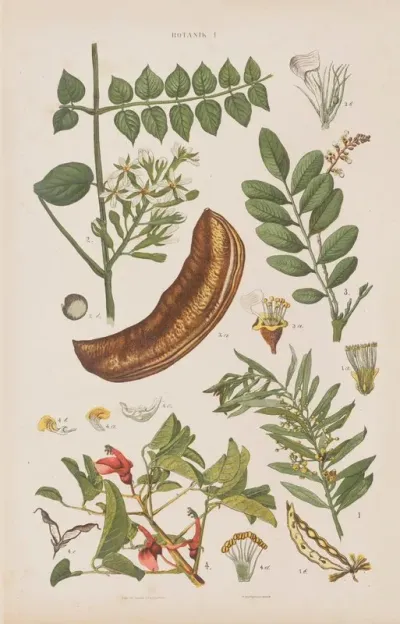 Wielki Atlas Do Zoologii Botaniki I Mineralogii Pl 073
