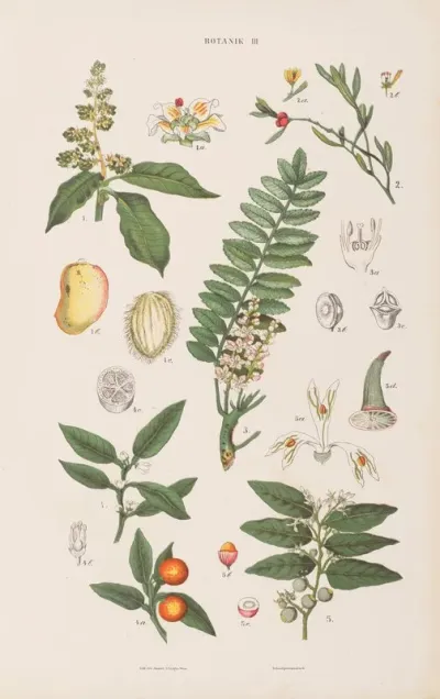 Wielki Atlas Do Zoologii Botaniki I Mineralogii Pl 075