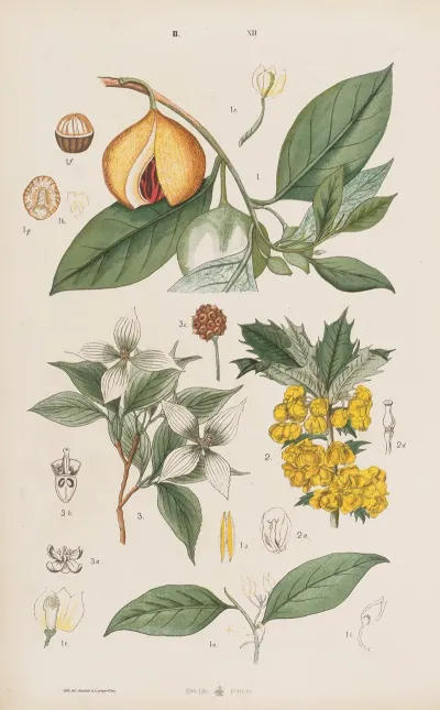 Wielki Atlas Do Zoologii Botaniki I Mineralogii Pl 084