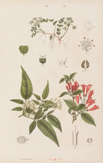 Wielki Atlas Do Zoologii Botaniki I Mineralogii Pl 085