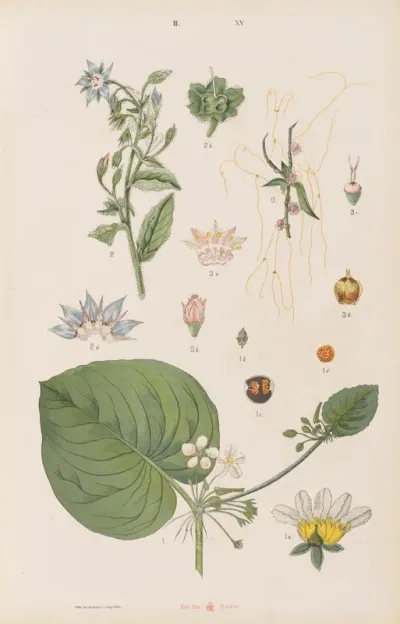 Wielki Atlas Do Zoologii Botaniki I Mineralogii Pl 087