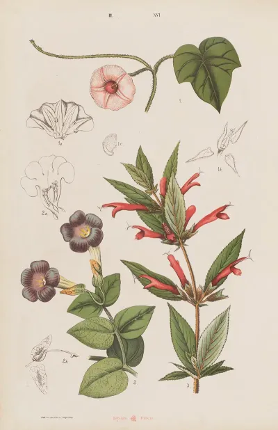 Wielki Atlas Do Zoologii Botaniki I Mineralogii Pl 088