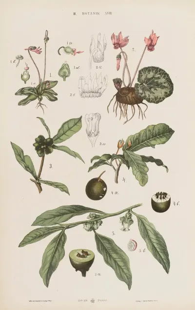 Wielki Atlas Do Zoologii Botaniki I Mineralogii Pl 090