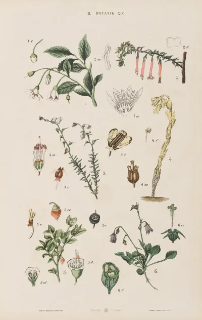 Wielki Atlas Do Zoologii Botaniki I Mineralogii Pl 091