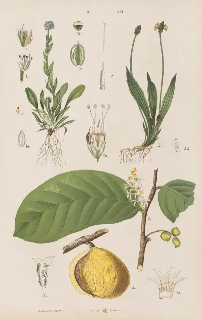 Wielki Atlas Do Zoologii Botaniki I Mineralogii Pl 093