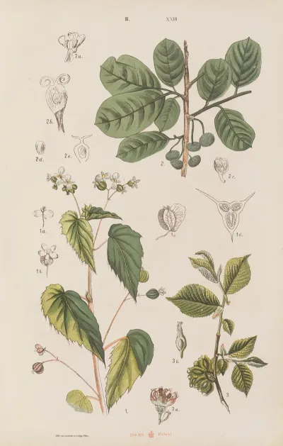 Wielki Atlas Do Zoologii Botaniki I Mineralogii Pl 095