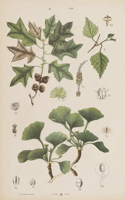 Wielki Atlas Do Zoologii Botaniki I Mineralogii Pl 096