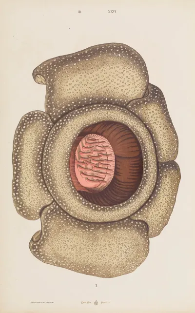 Wielki Atlas Do Zoologii Botaniki I Mineralogii Pl 098
