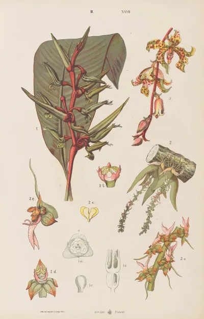 Wielki Atlas Do Zoologii Botaniki I Mineralogii Pl 099
